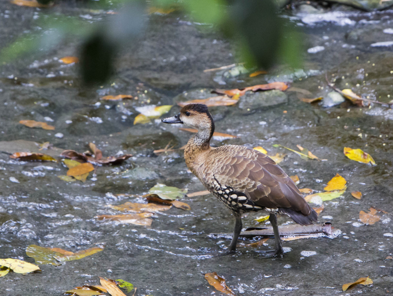 image West Indian Whistling-Duck